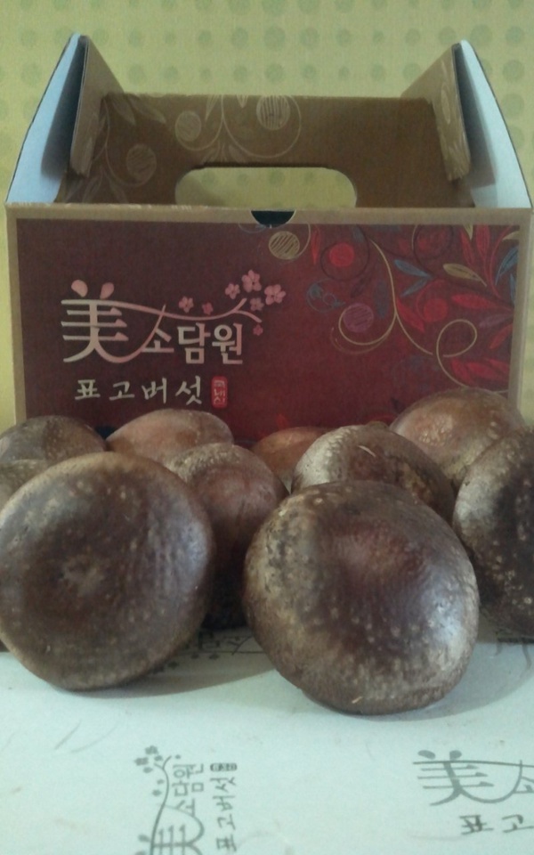 생표고 (상)