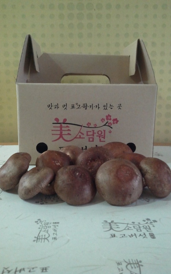 생표고 (중) 