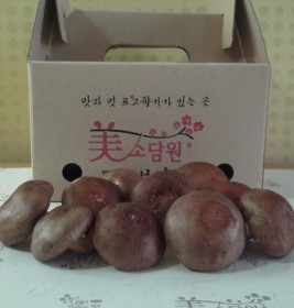 생표고 (중) 