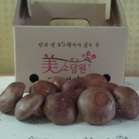 생표고 (중) 
